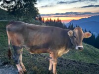 Allgäuer Braunvieh ©Florian Kohmann Allgäuer Braunvieh ©Florian Kohmann